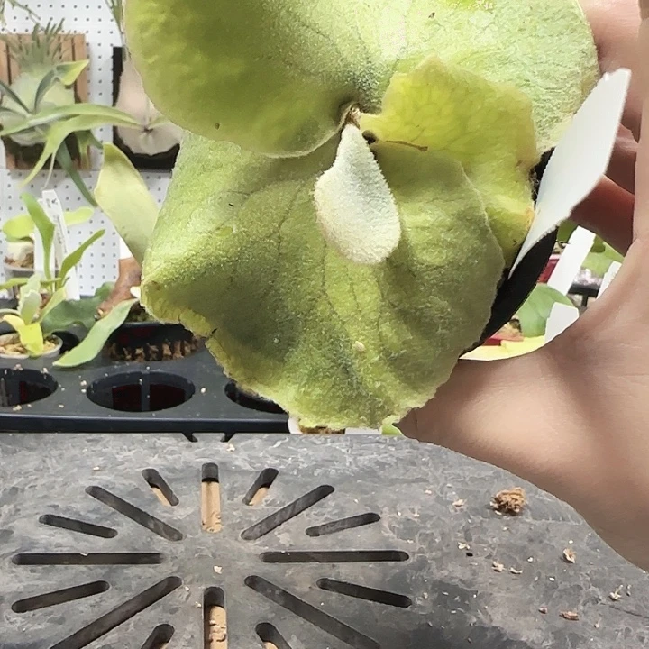 安第斯鹿角蕨666666