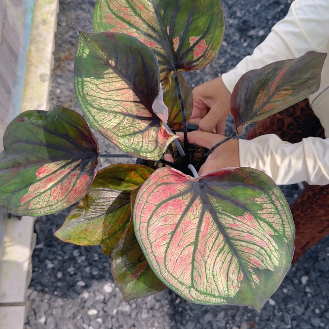 27-0821泰国发货多肉