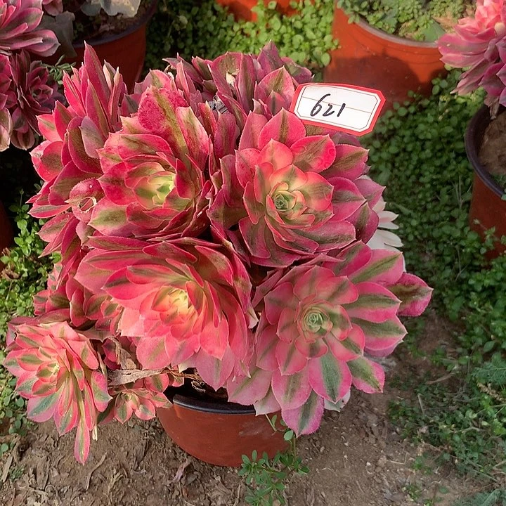 粉女郎多肉植物621