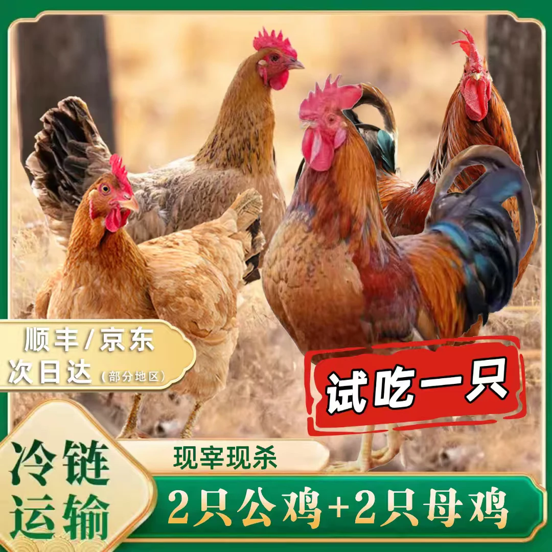 2只黄油老母鸡 +赠2只公鸡 组合 到手4只净重11斤