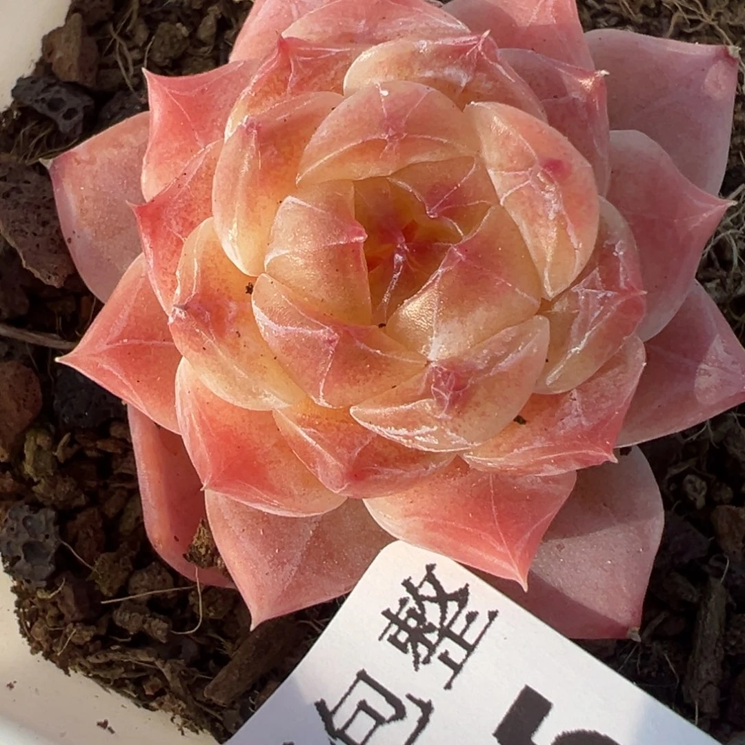 不****家小卡拉米糖心一物一拍16-55