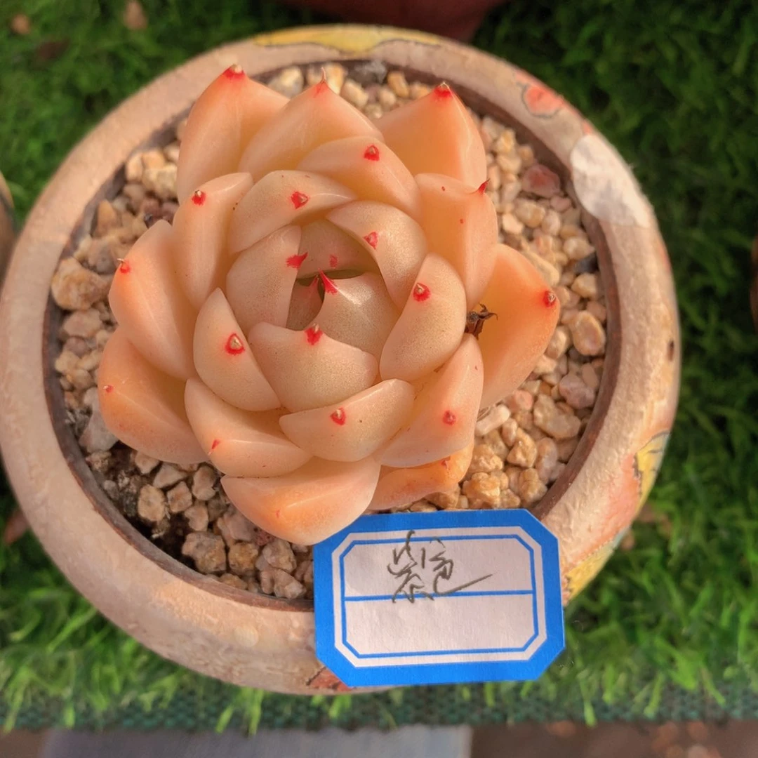 氢****发氢氧0米抢寄养