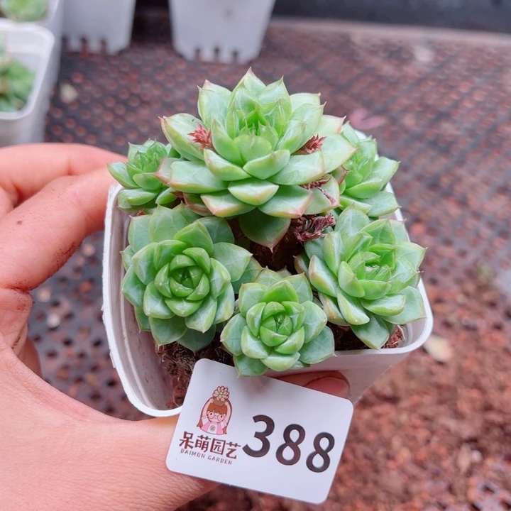 多肉植物多肉植物