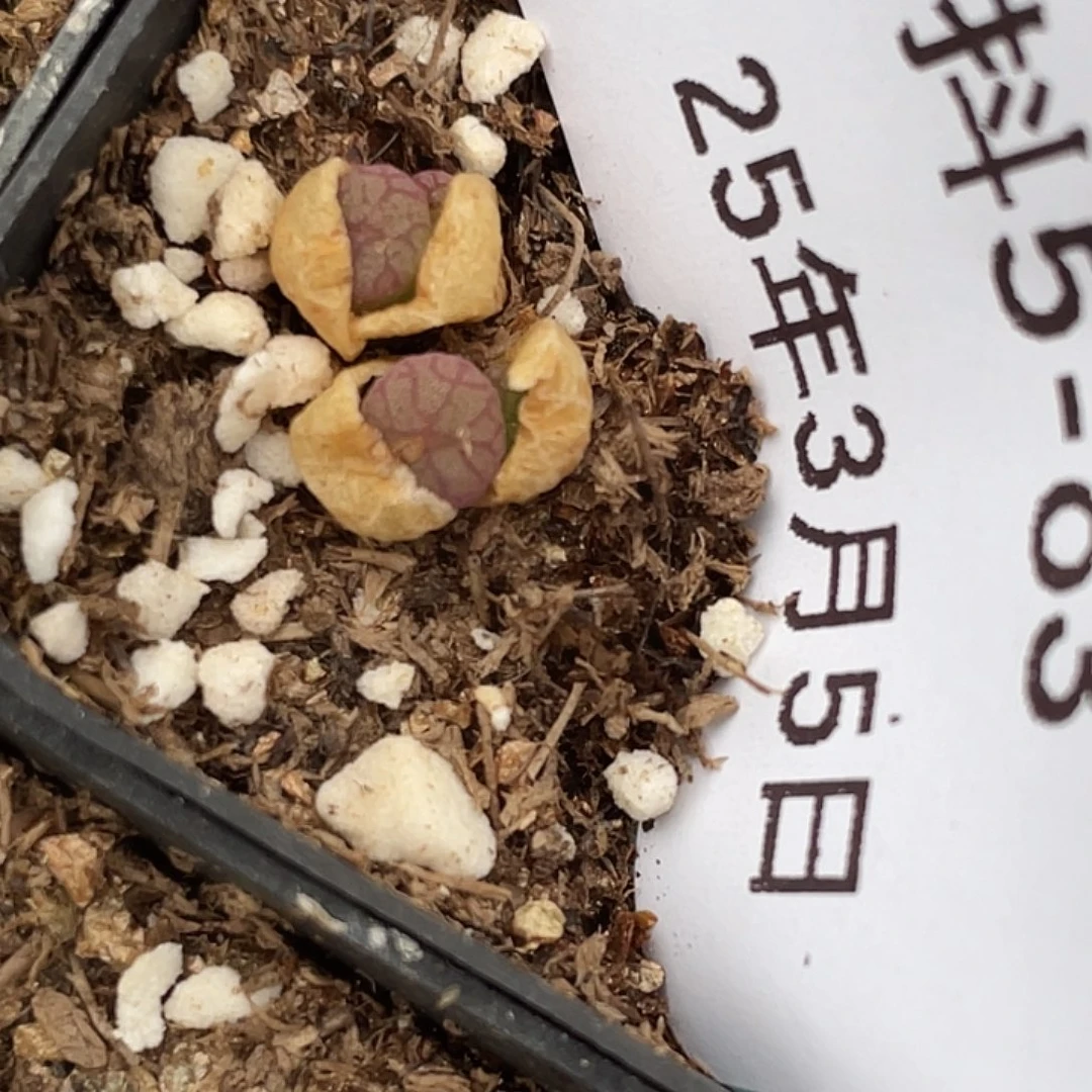 5-83铜壶多肉植物