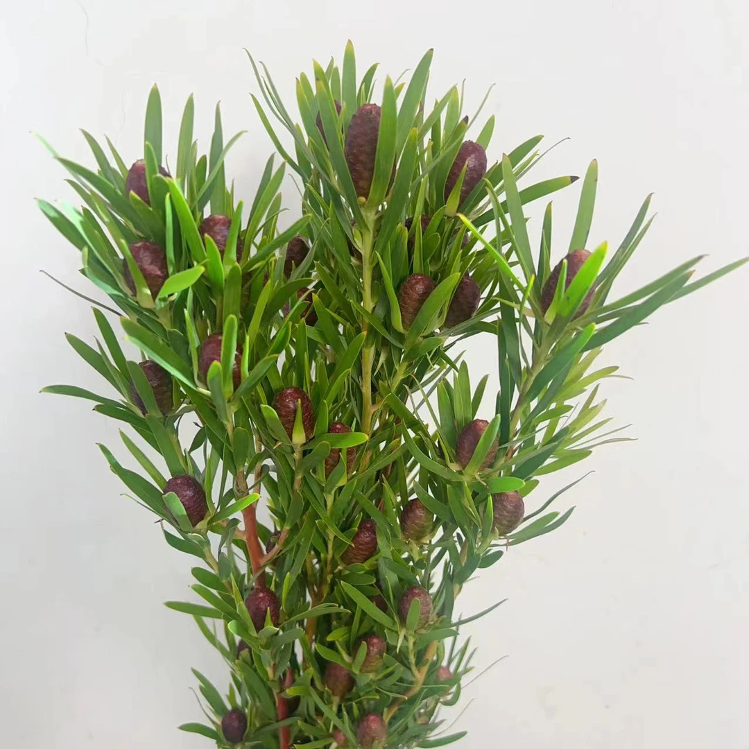 一花一木【红宝石木百合花材】昆明基地直发 顺丰包邮