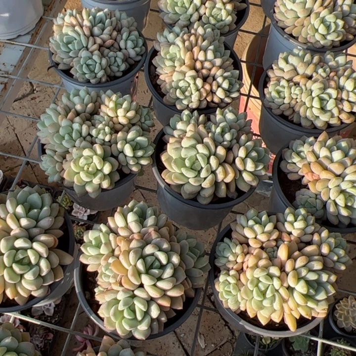 新疆包邮 玉如意