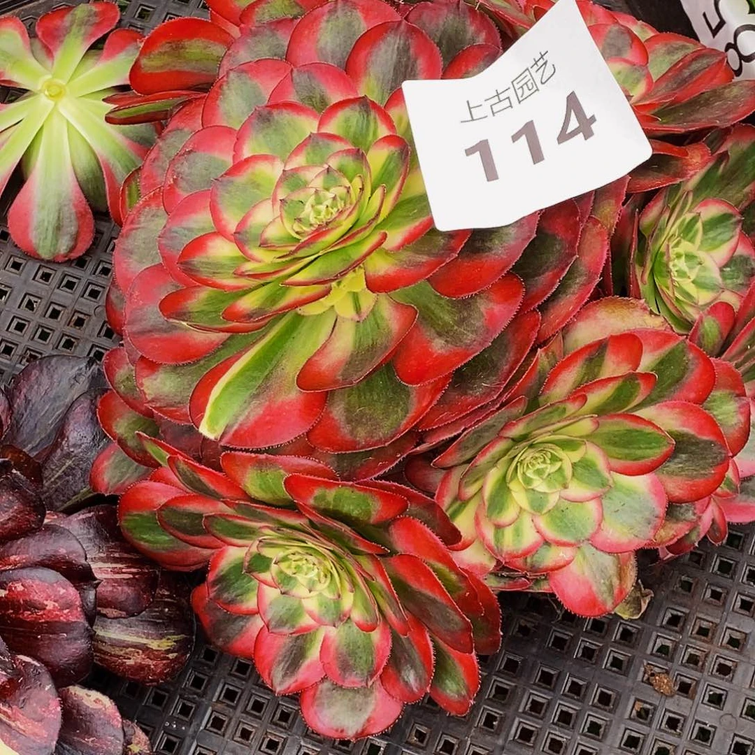 上古园艺多肉植物114