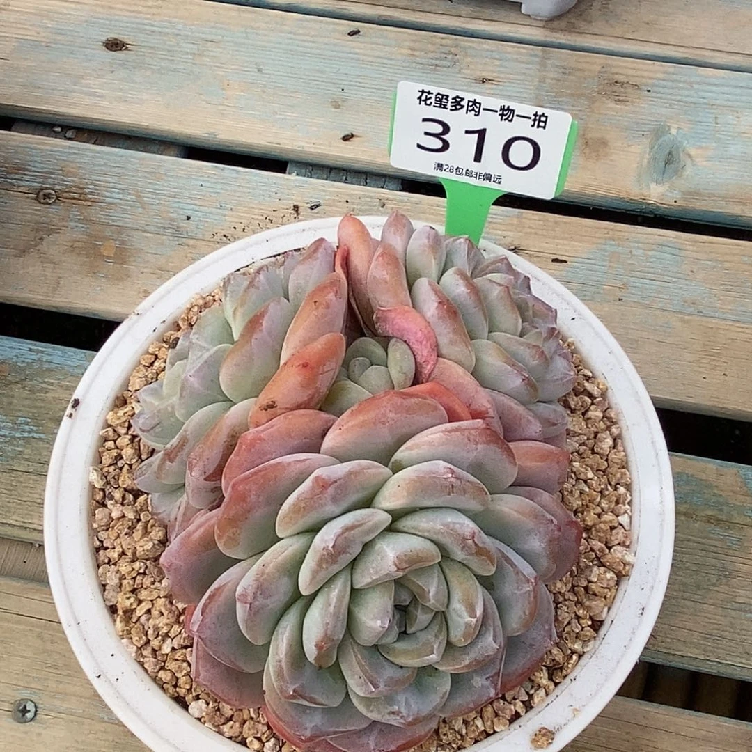 鱼****花玺多肉植物0310
