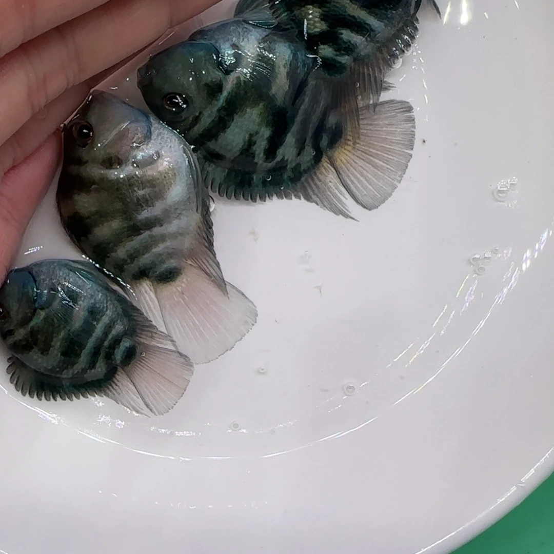 短鲷鱼5公分纯蓝4只