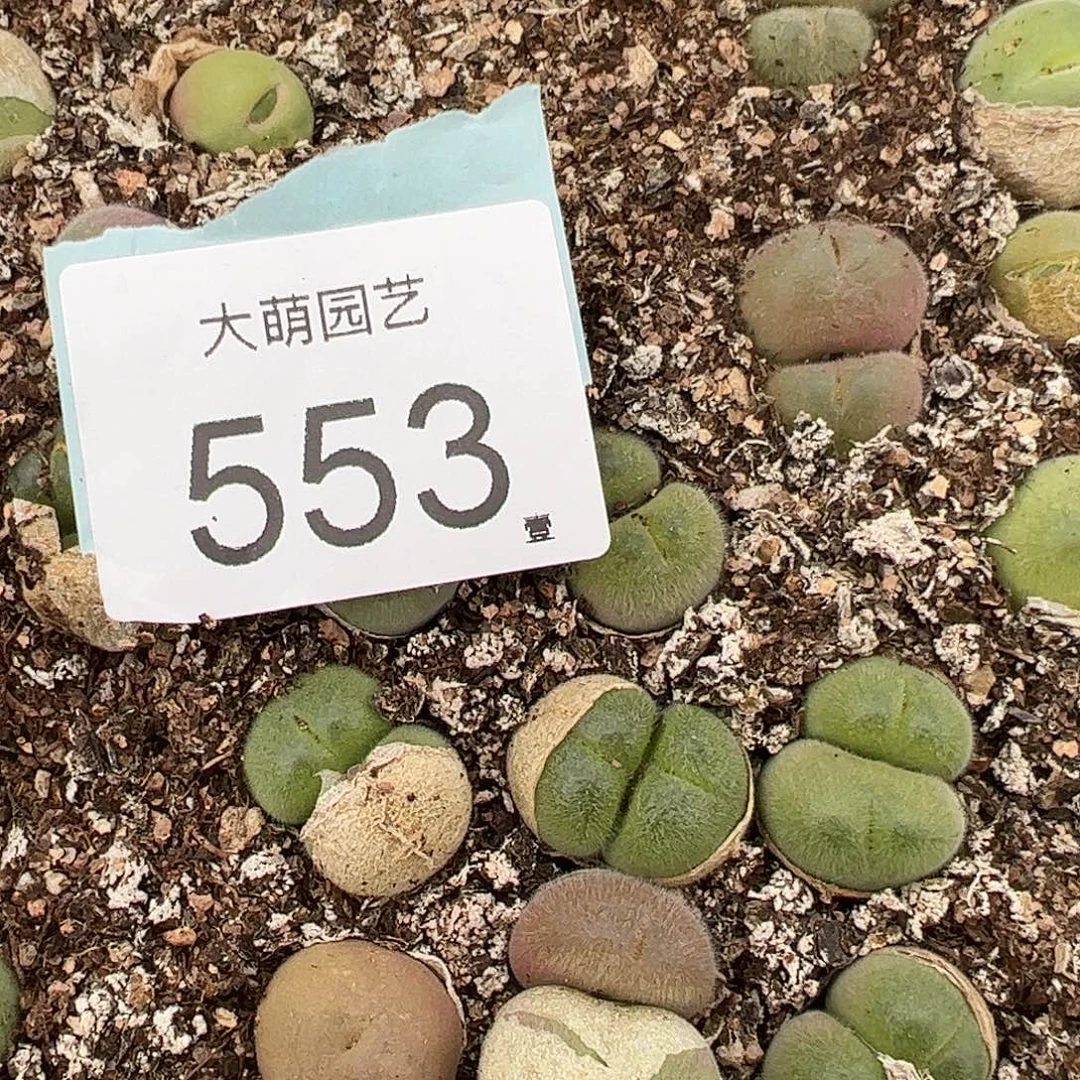 0000553量拍长毛翠滴双头3颗