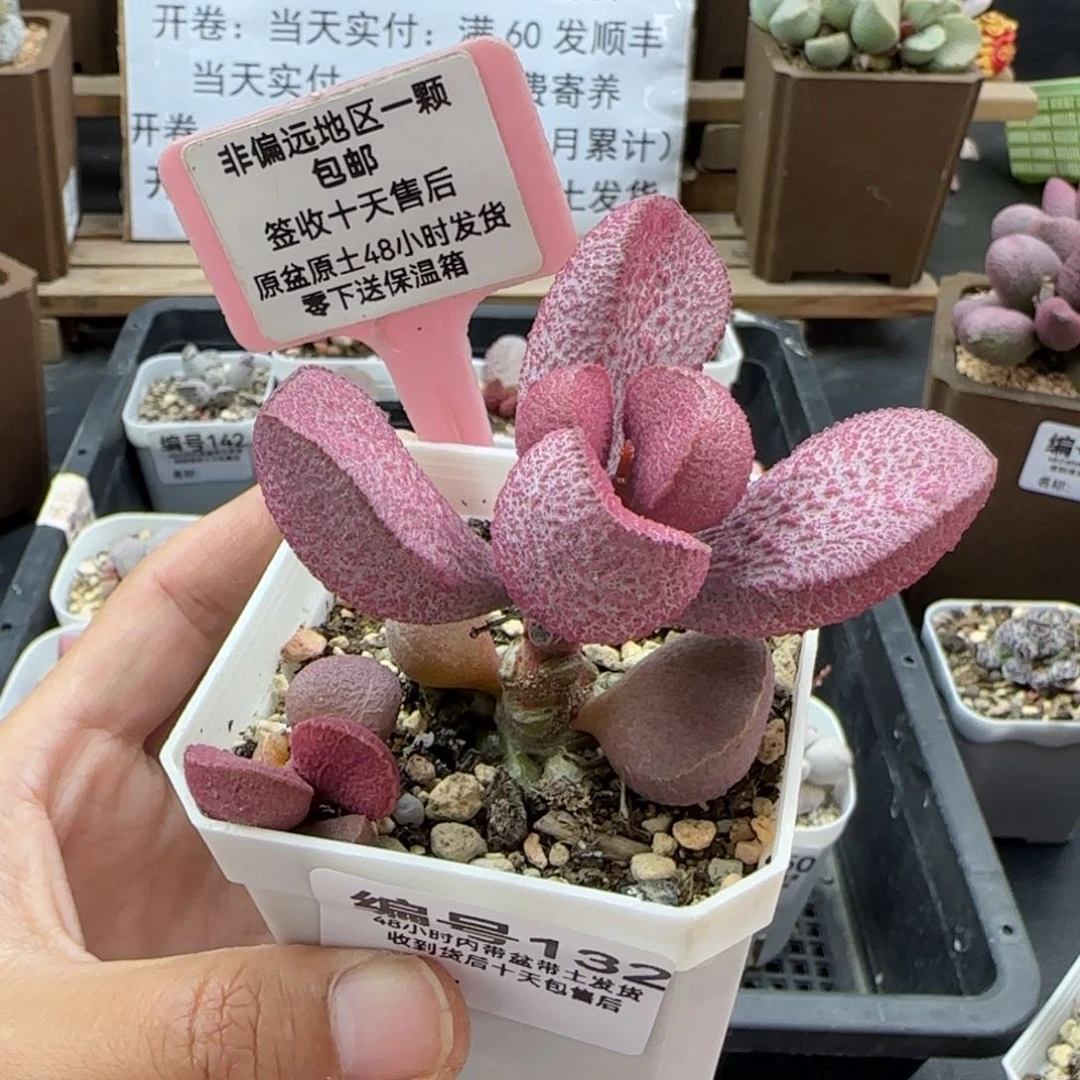 J****姜132实生多肉植物