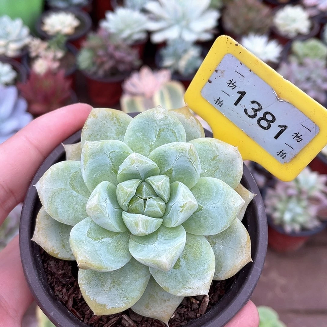 星***星1381号多肉植物盆栽