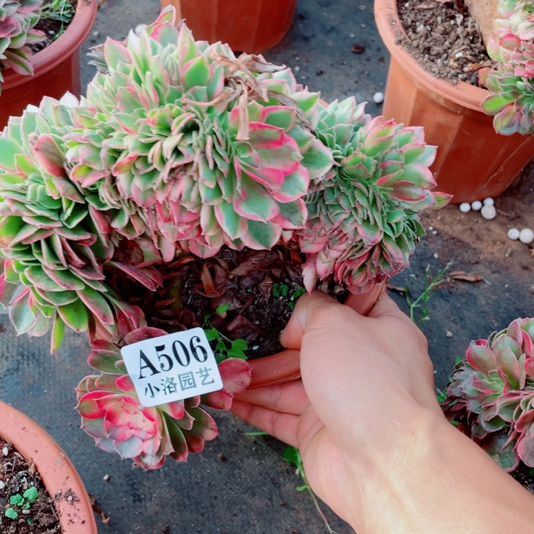 506号荔枝缀化多肉植物法师