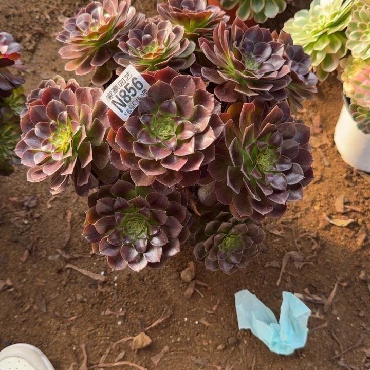 黑珍珠856官服30左右2