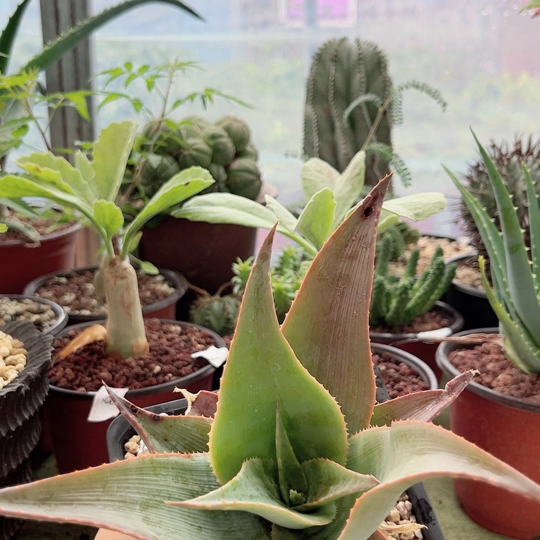 多肉植物伊玛洛特芦荟脱土