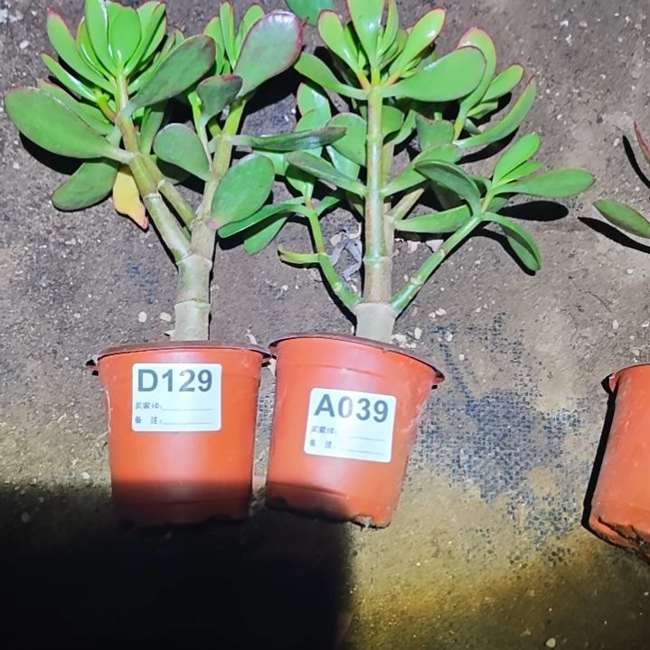 封***…韩国紫叶（紫蝶依）129 039