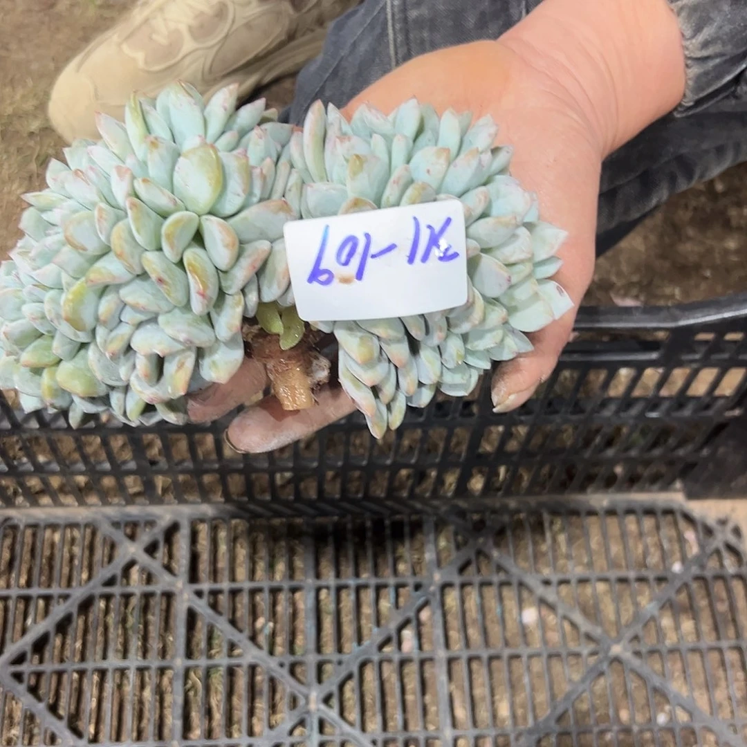 福****?311-110橙子缀化多肉