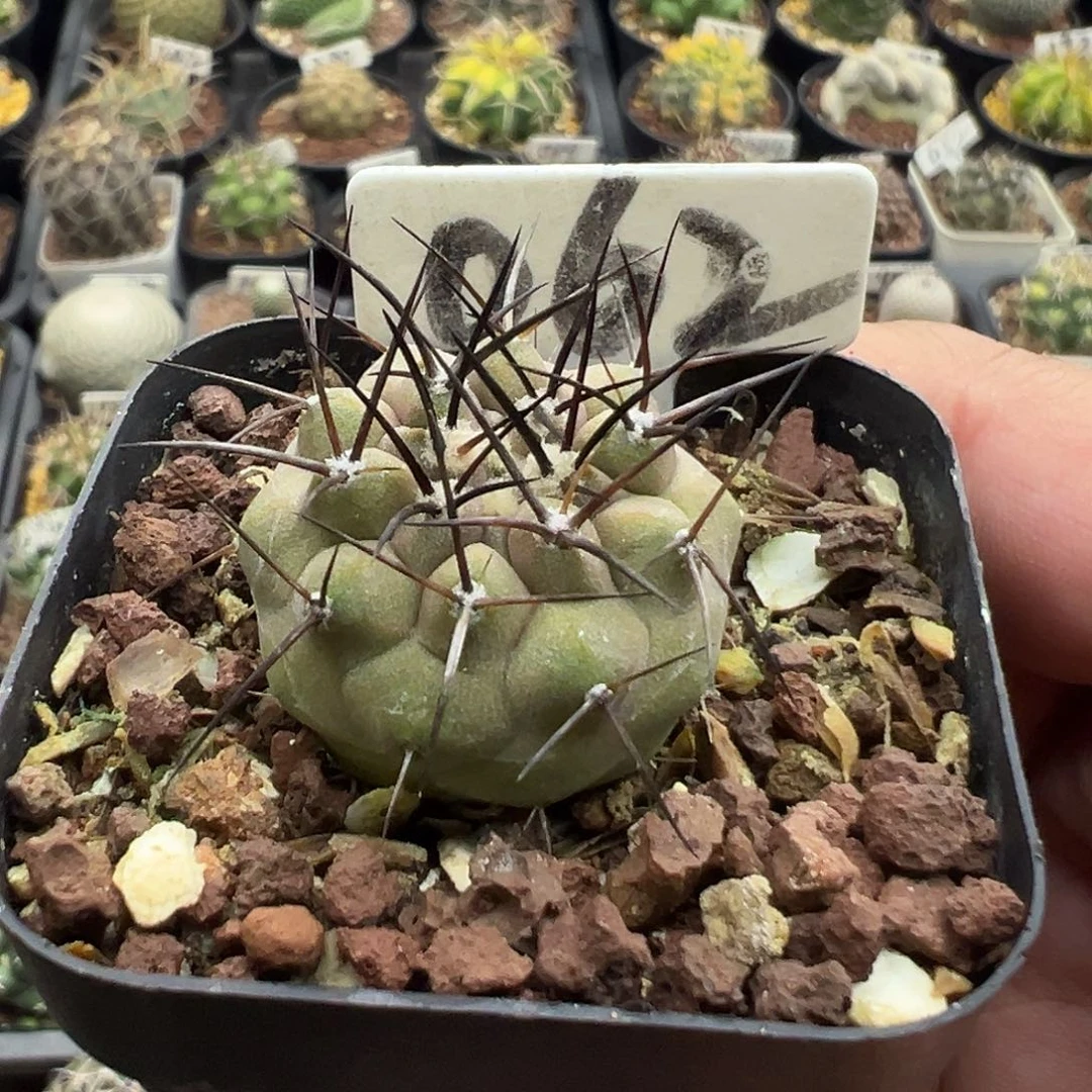 小***啦062黑王丸专拍实生