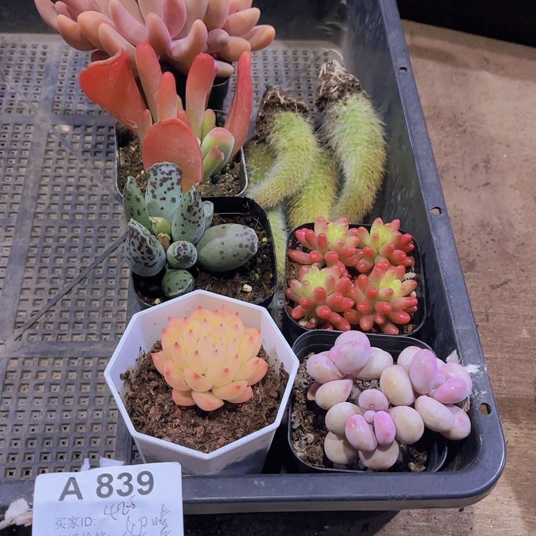 多肉839多肉植物