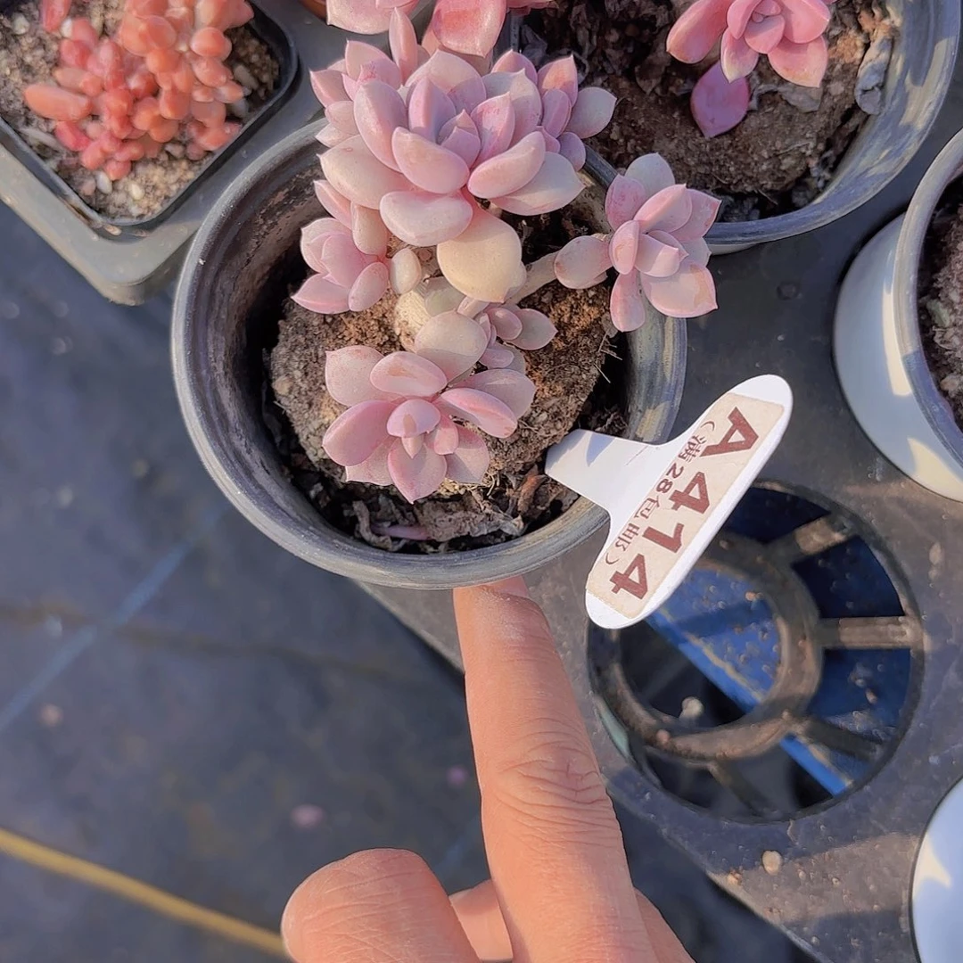 A414黛比一物一拍