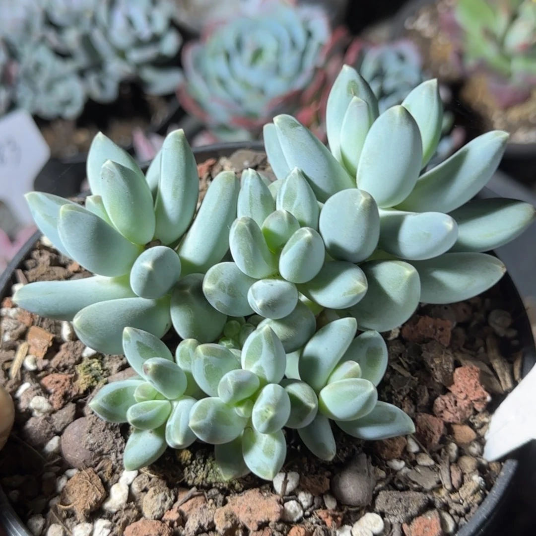 京美人惊鸿一物一拍包装收缩花旱