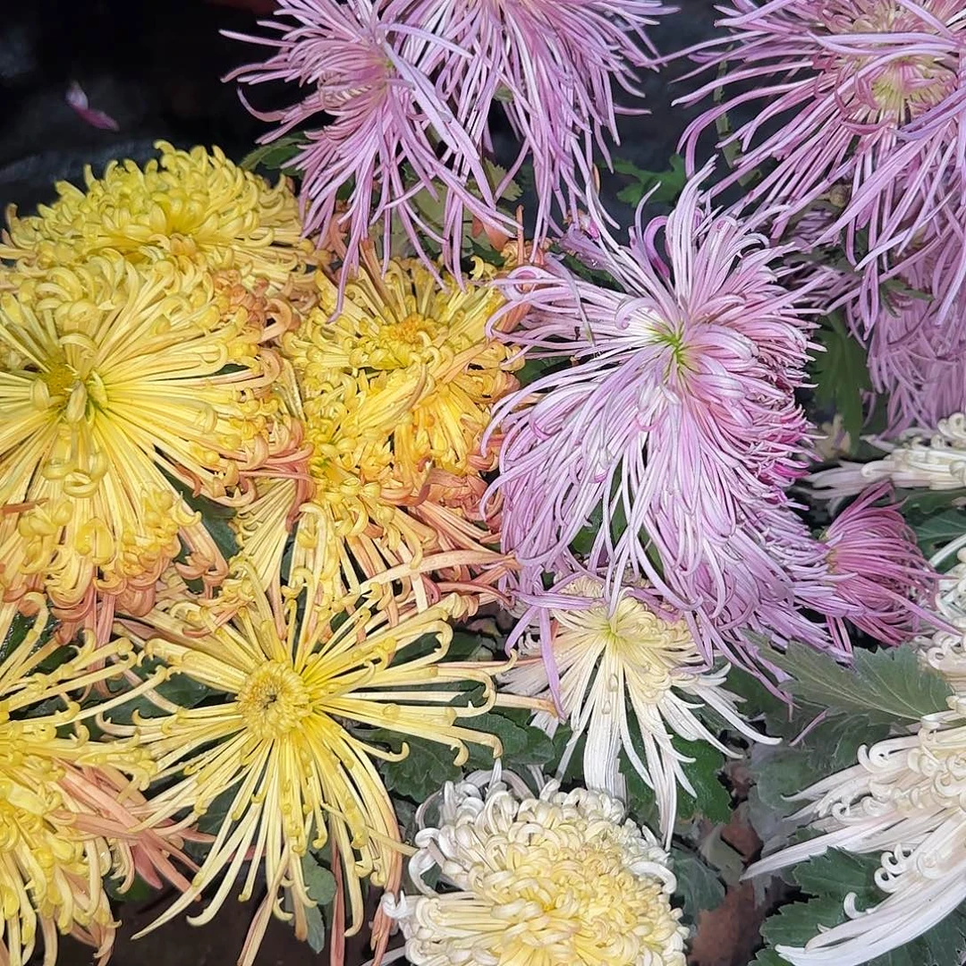 全部花朵F222222222