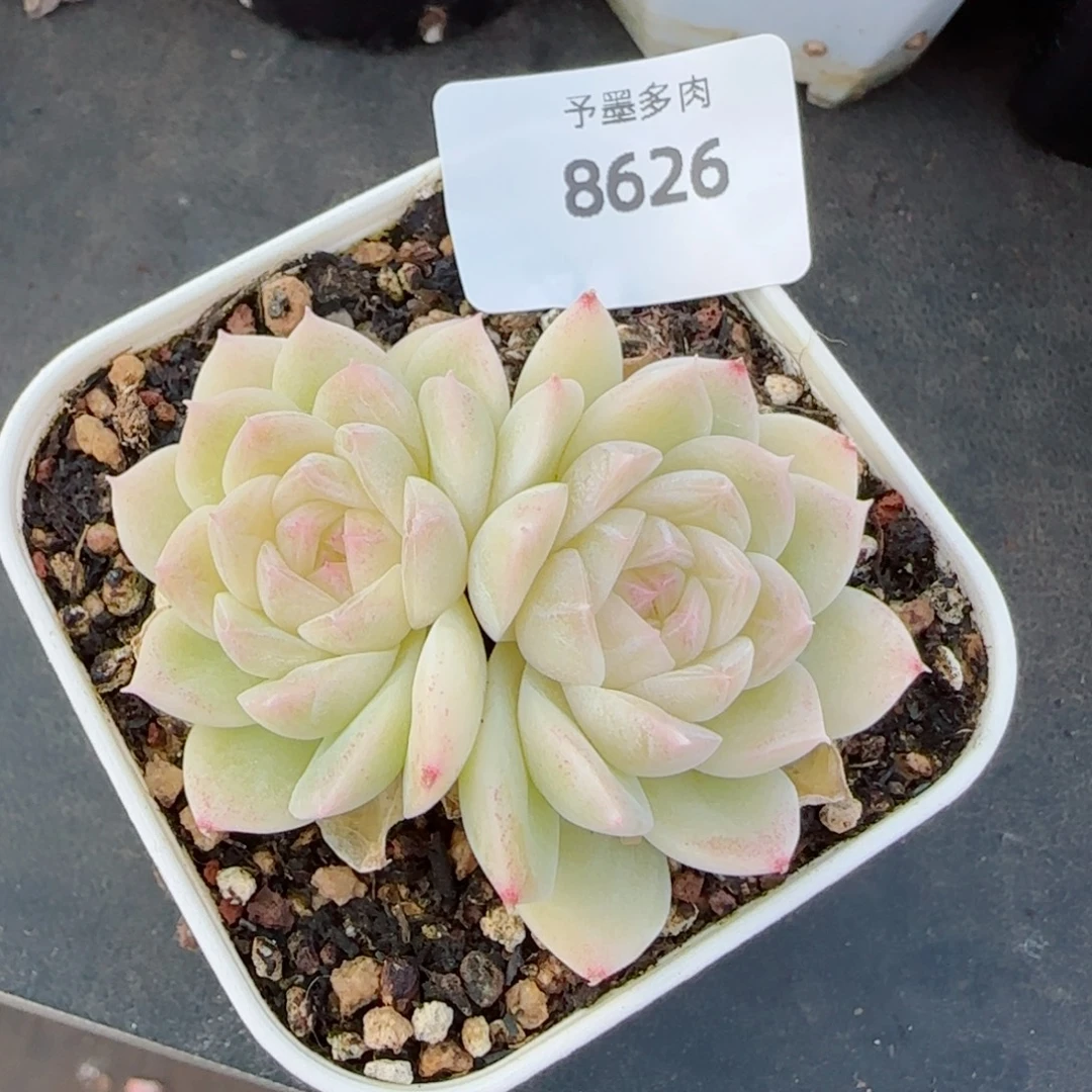 孤品珍妮，8626多肉植物