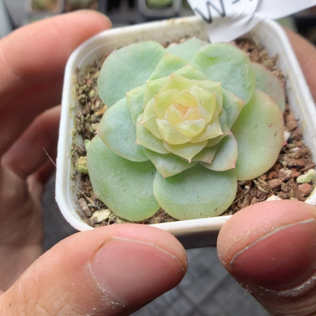 无花朵W134英语英语英语英语英语