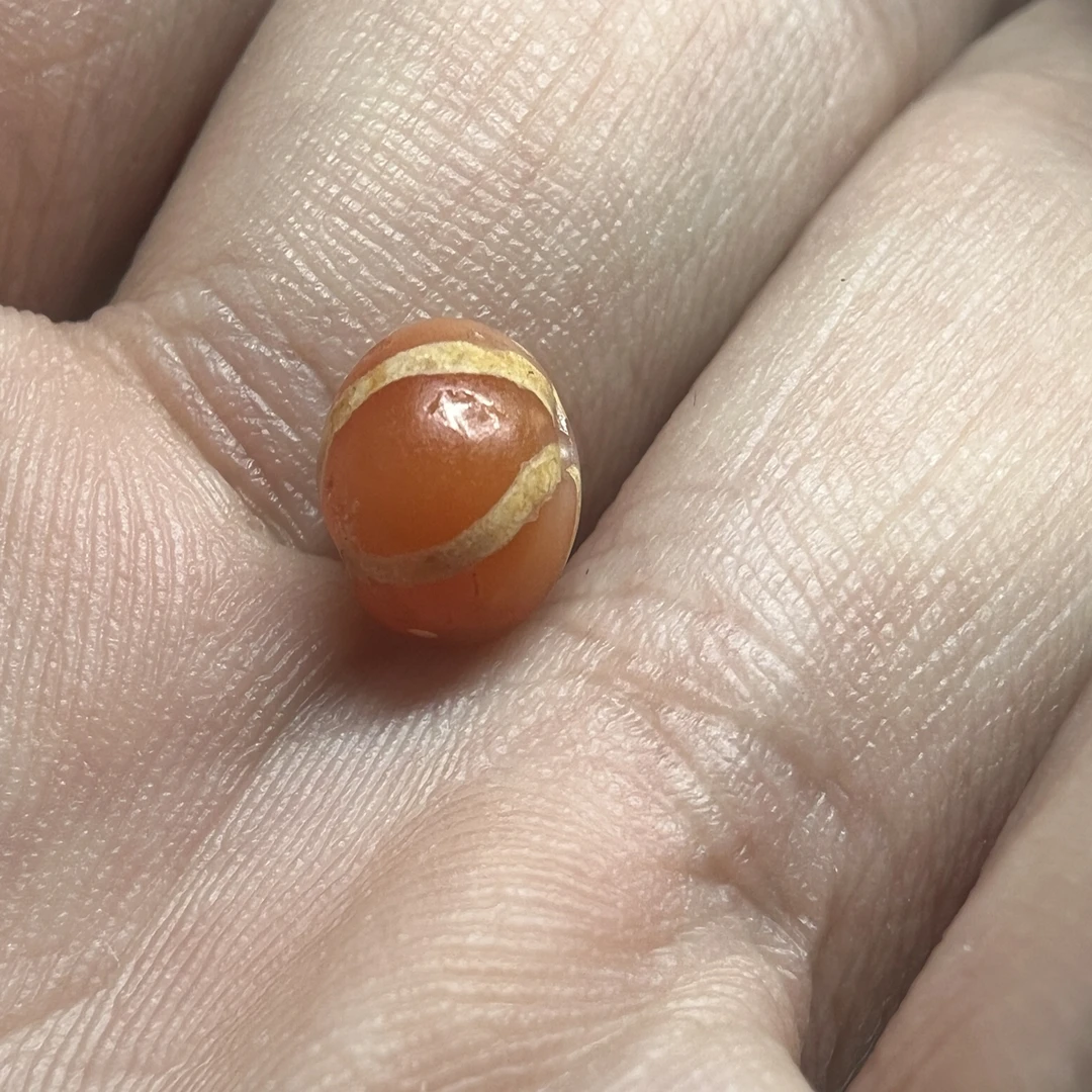 稀有红瓜,直径7.2