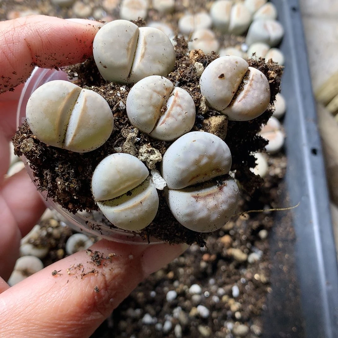 安****7E37多肉植物保护研究所