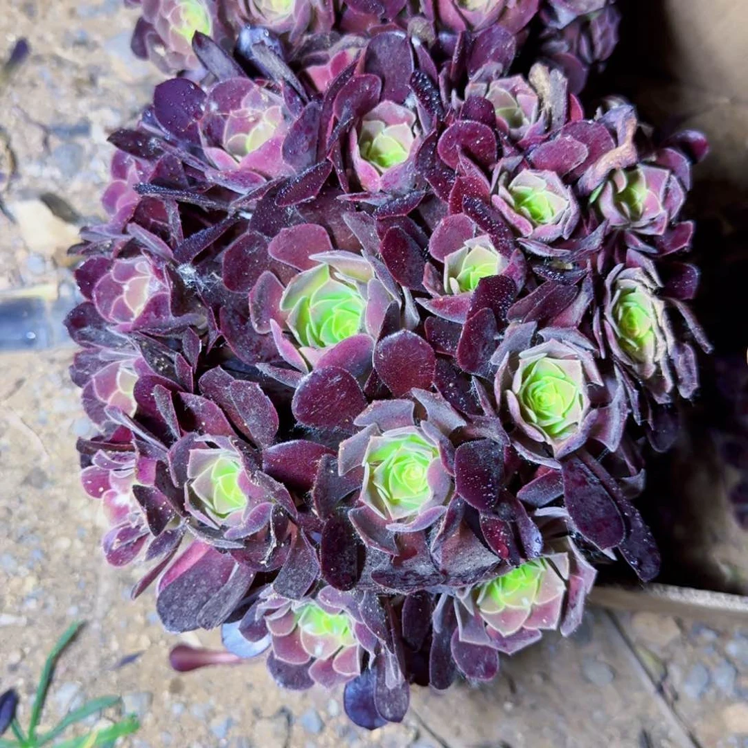 欧版紫羊绒满20包邮