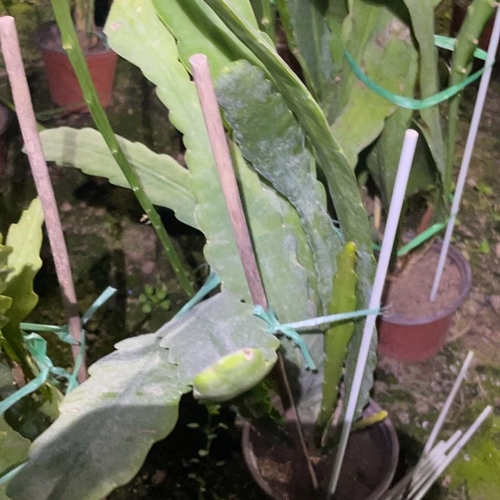 雕***光令箭荷花盆栽苗子336号