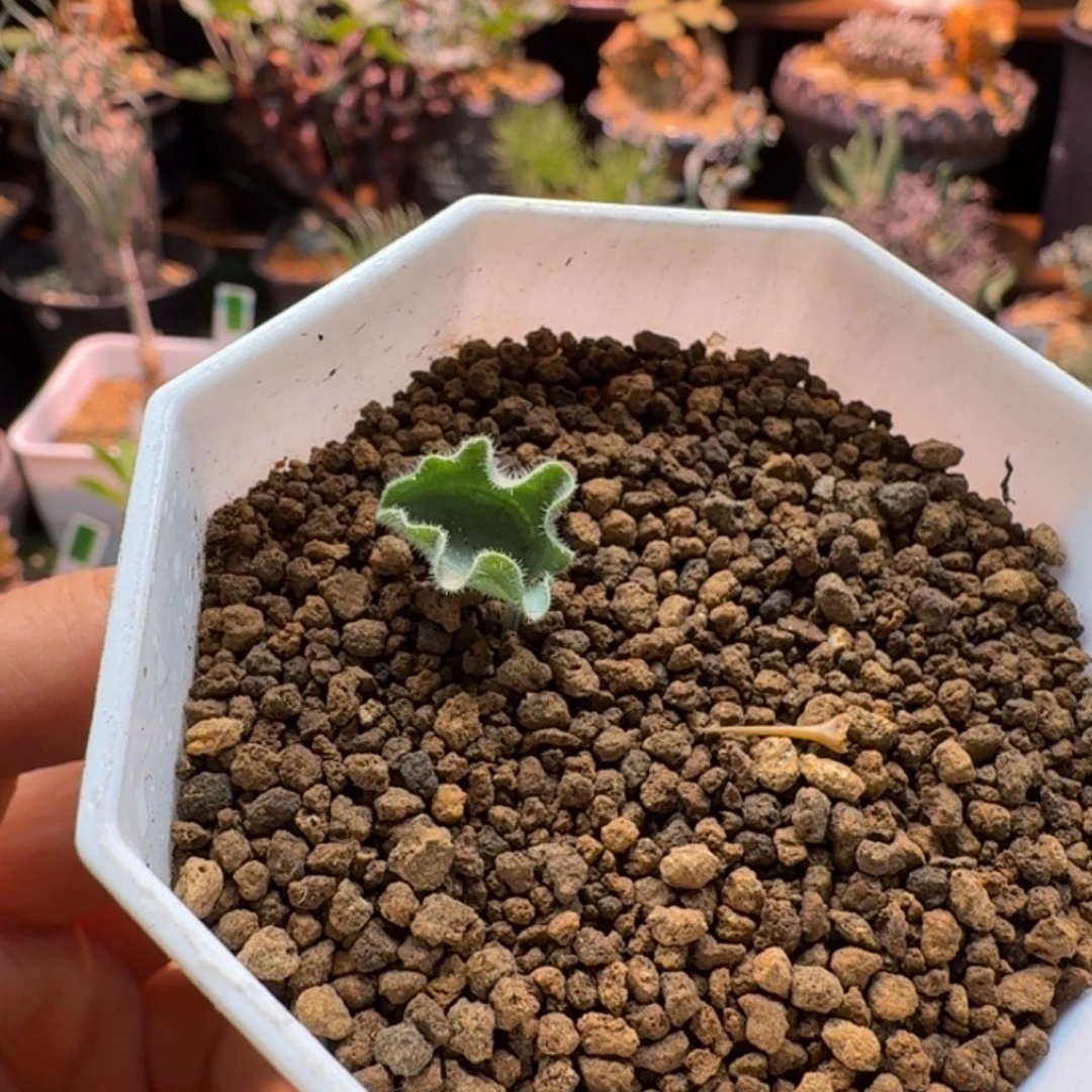 波动雾冰玉025 仙人球