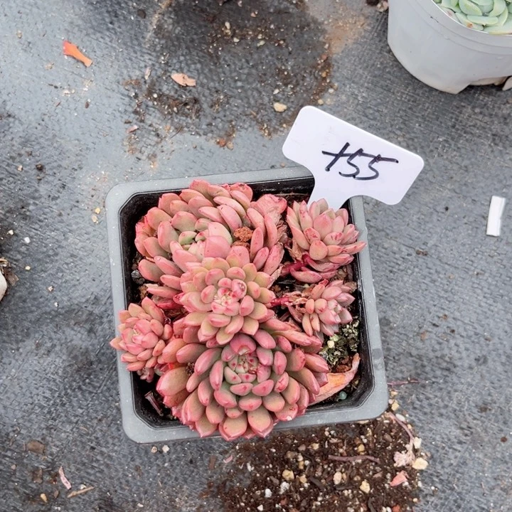 多肉植物，9.9包邮