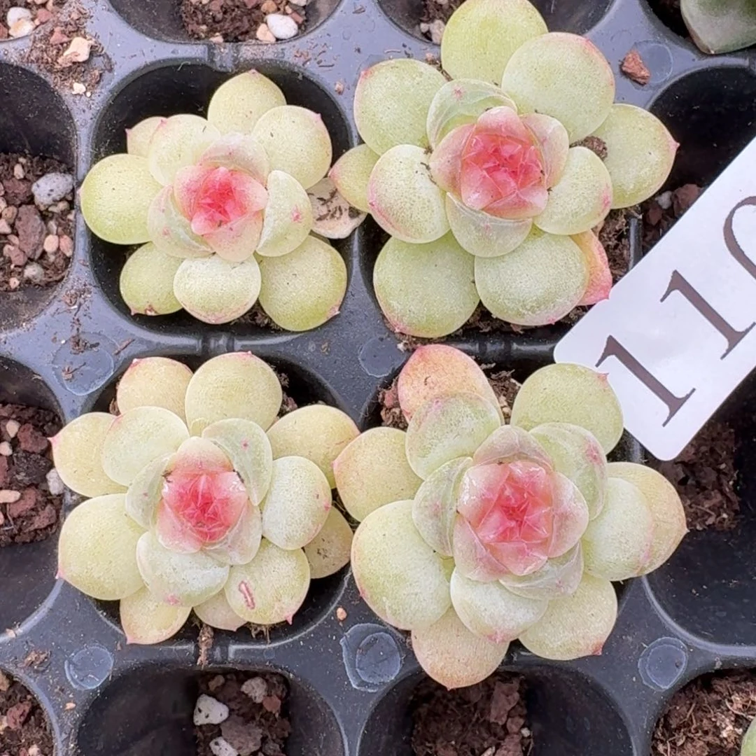 多肉植物多肉植物110