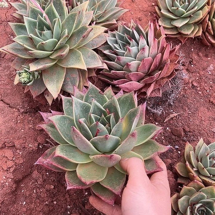 斯特拉3颗9.99多肉植物