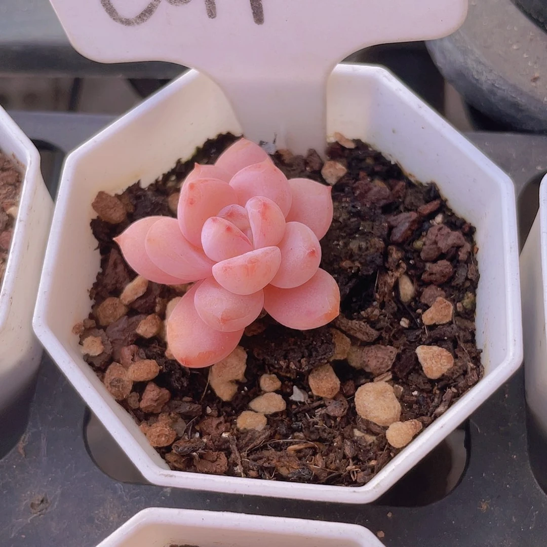 星星澄e017一物一拍多肉