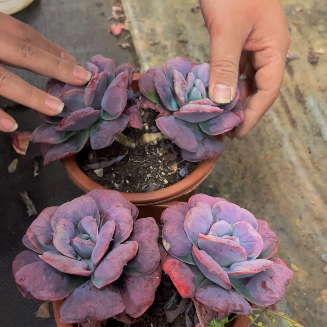 新之月大双头多肉