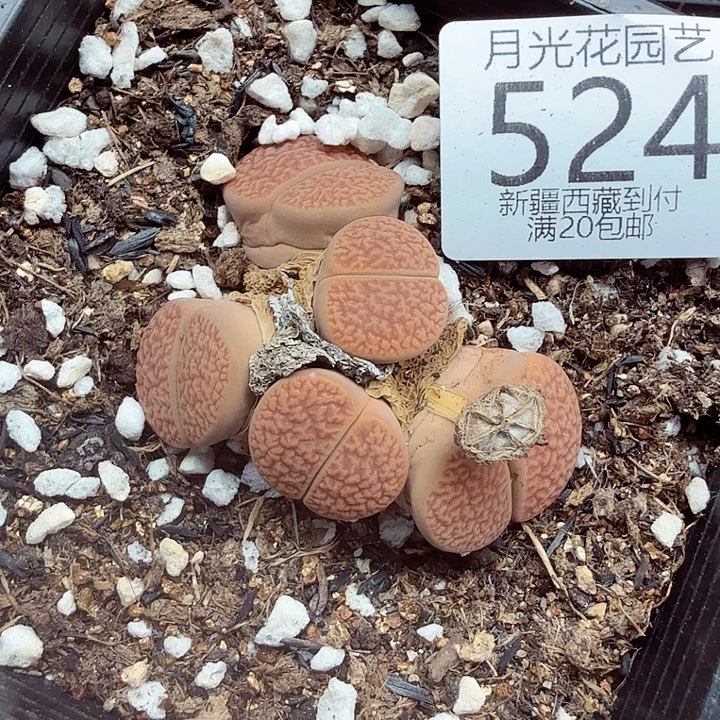 哈哈笑不出话就笑524好