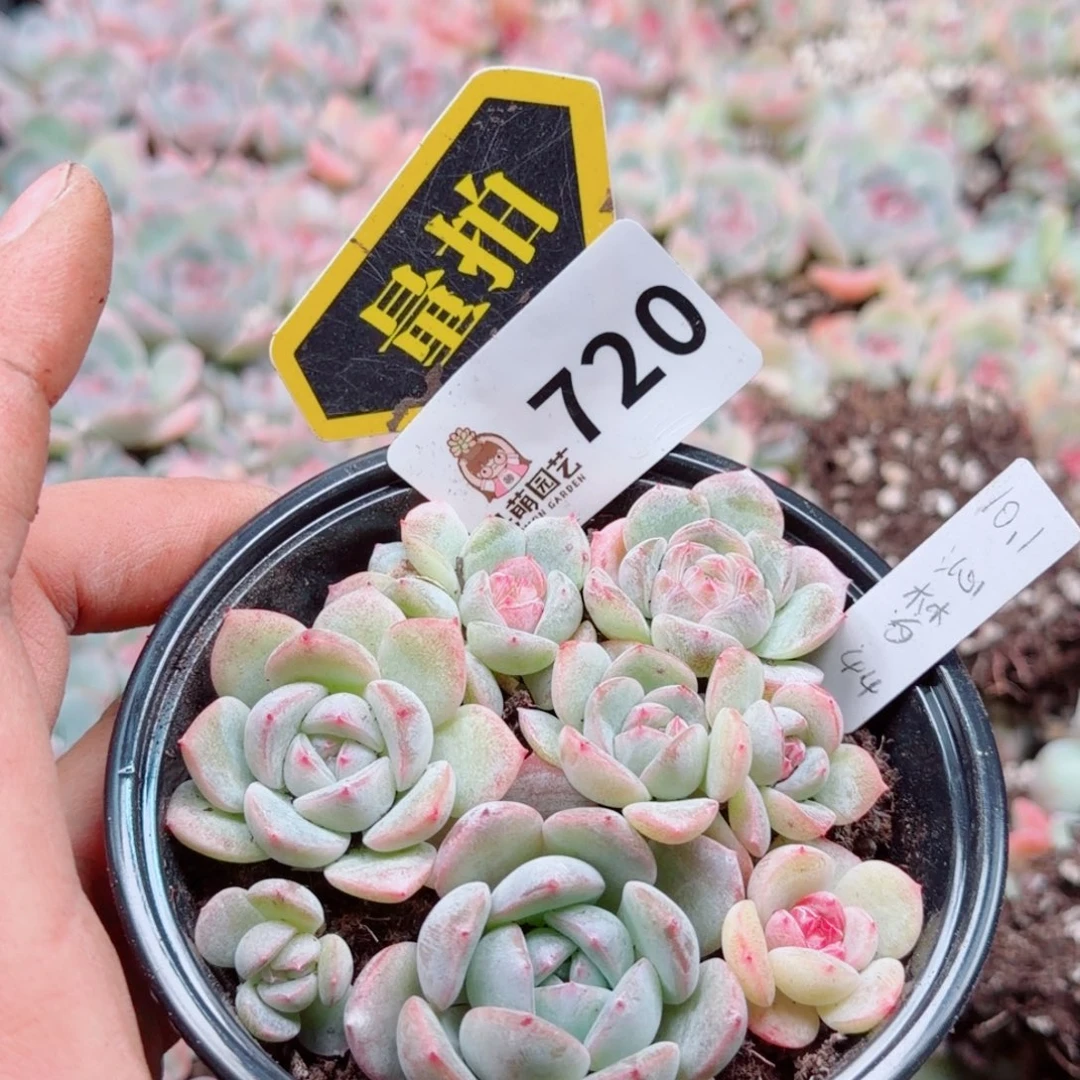 多肉植物多肉植物