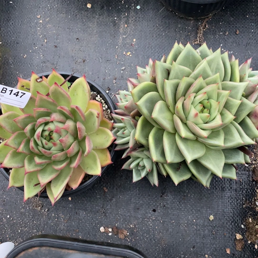 若如东云组拍B147