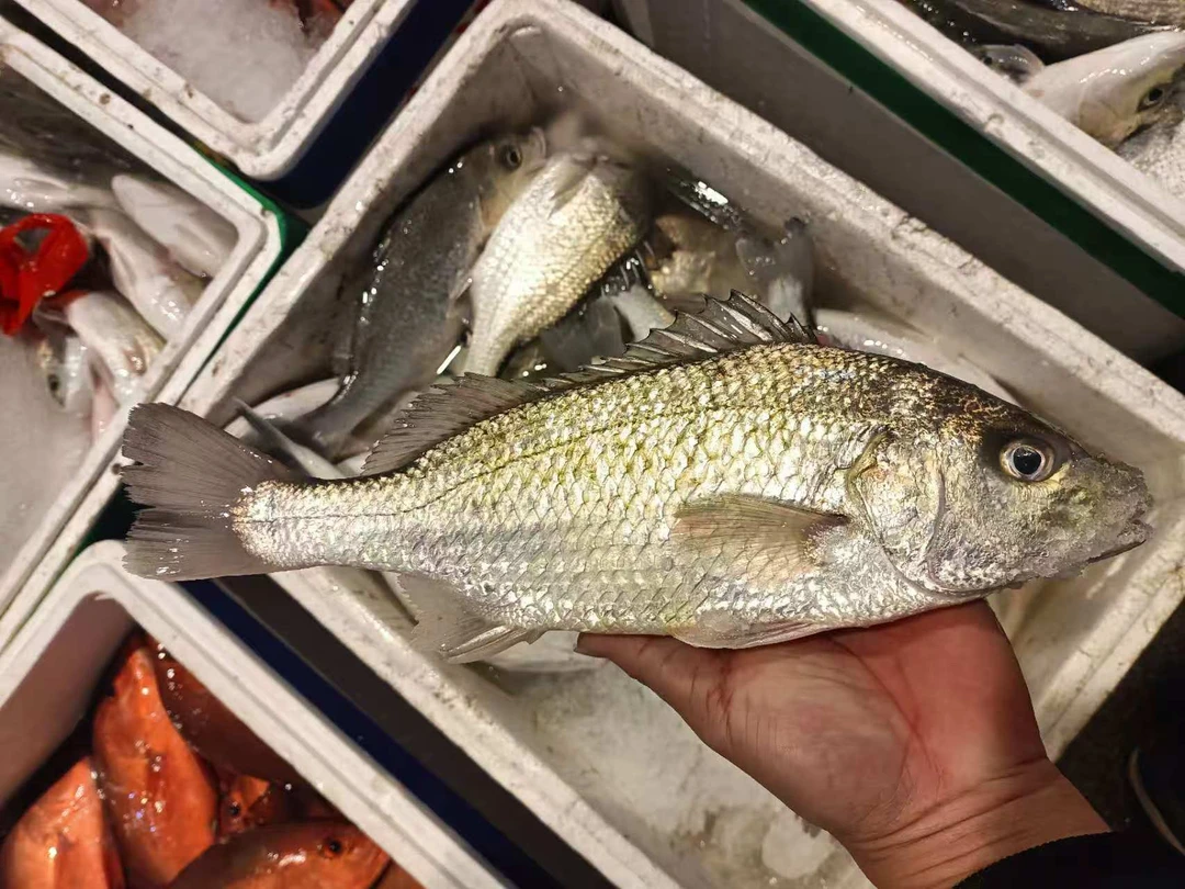 湛江本港码头深海 头鲈鱼 鲜活速冻海鲜