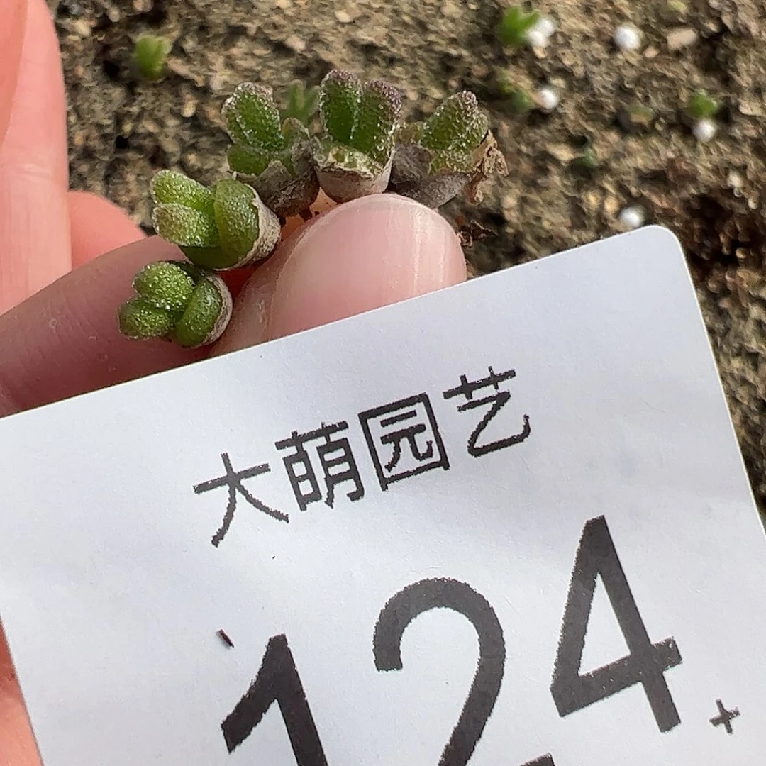 0000124量拍短耳黑兔子5颗