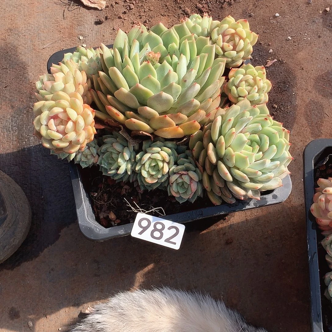 982蓝眼睛 一物一拍多肉