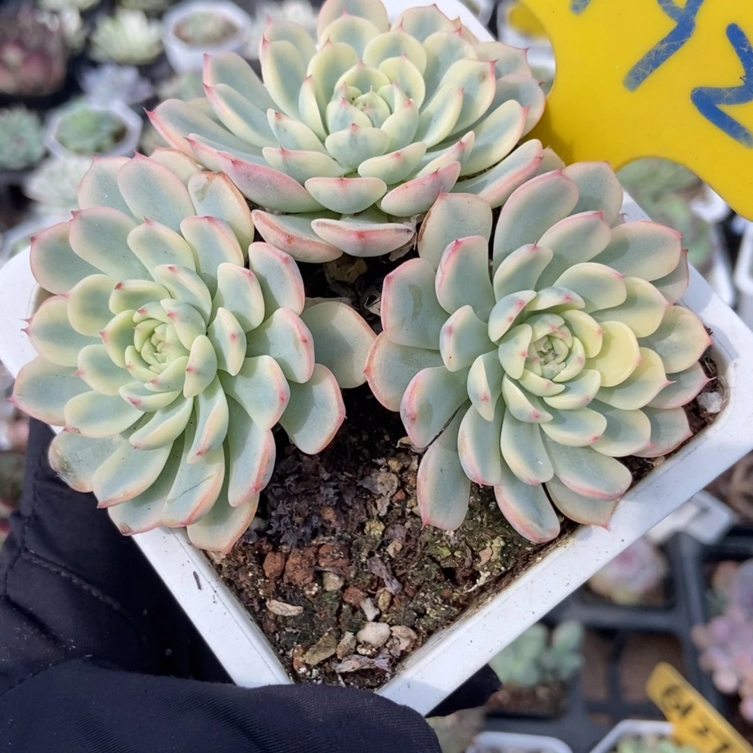 792忌廉锦多肉植物多肉