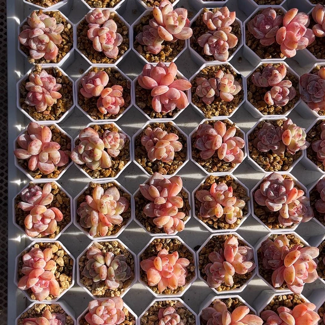 雪天使满200包顺丰