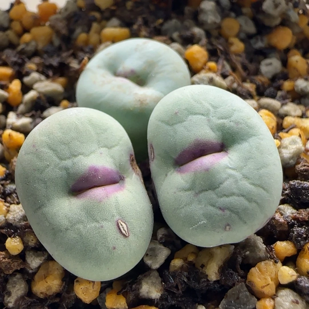 10-15-7-3当天38包邮大型四季红厚嘟嘟嘴单头1.5有干疤脱土
