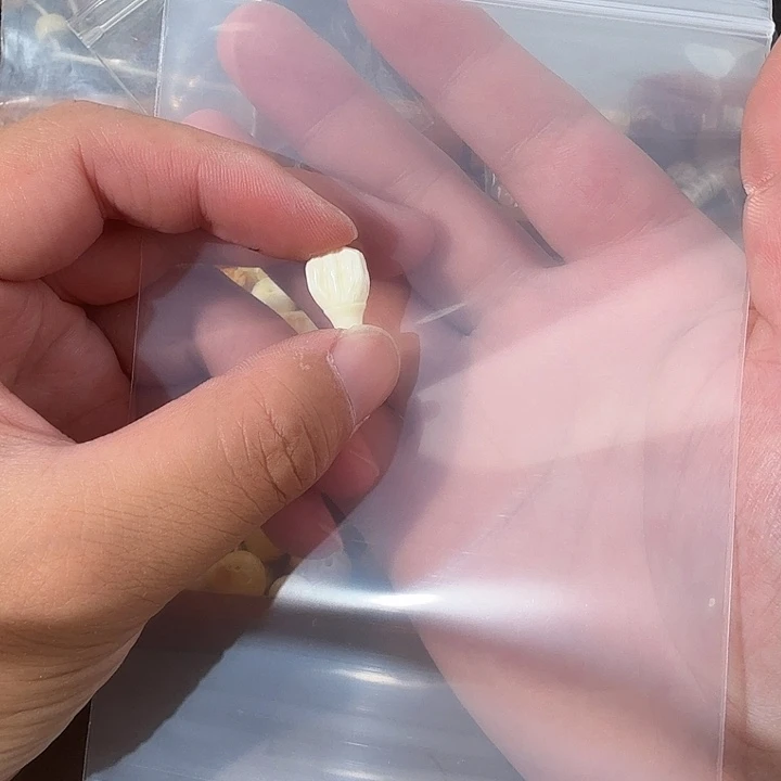 齿***轮未镶嵌琥珀裸石gggbbhbbbh