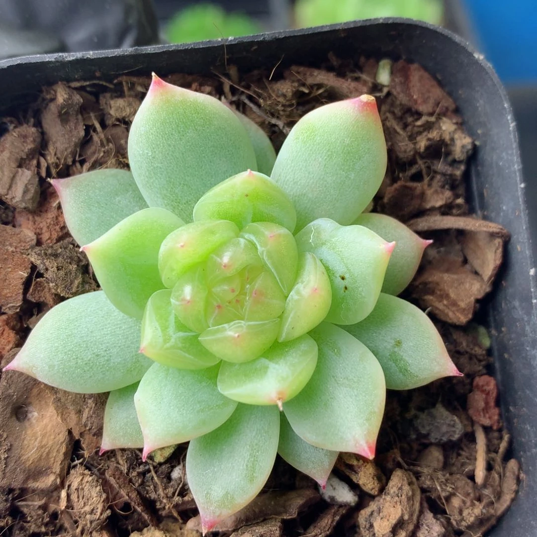58包邮  群生不包整 29