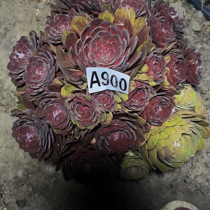 千面男爵32-5包邮